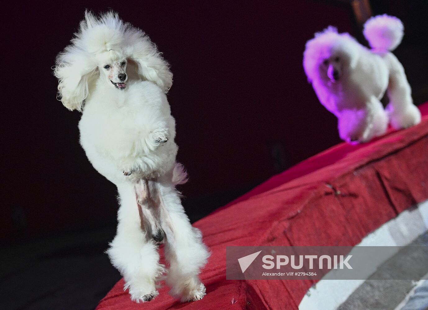 Premiere of new program "Bravo" at Moscow Nikulin's Circus