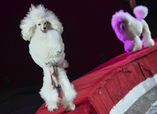 Premiere of new program "Bravo" at Moscow Nikulin's Circus