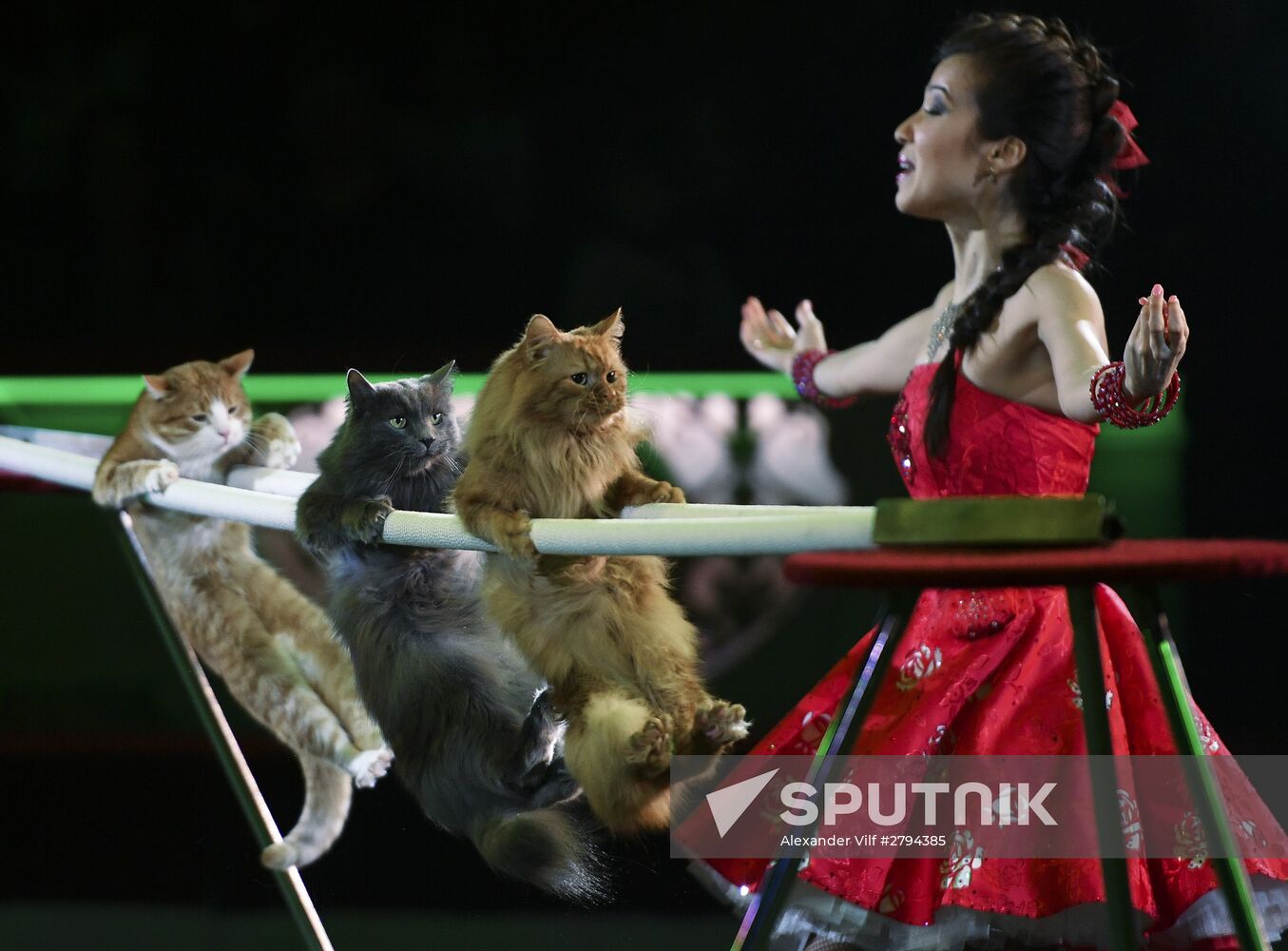 Premiere of new program "Bravo" at Moscow Nikulin's Circus