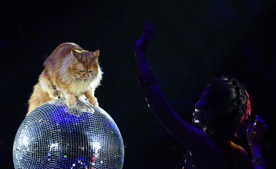 Premiere of new program "Bravo" at Moscow Nikulin's Circus