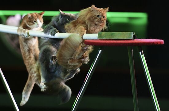 Premiere of new program "Bravo" at Moscow Nikulin's Circus