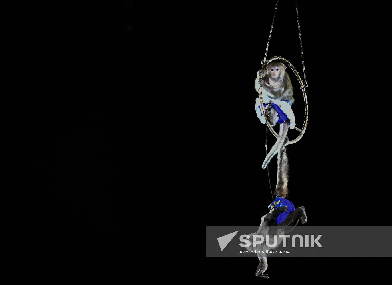Premiere of new program "Bravo" at Moscow Nikulin's Circus