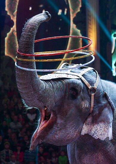 Premiere of new program "Bravo" at Moscow Nikulin's Circus