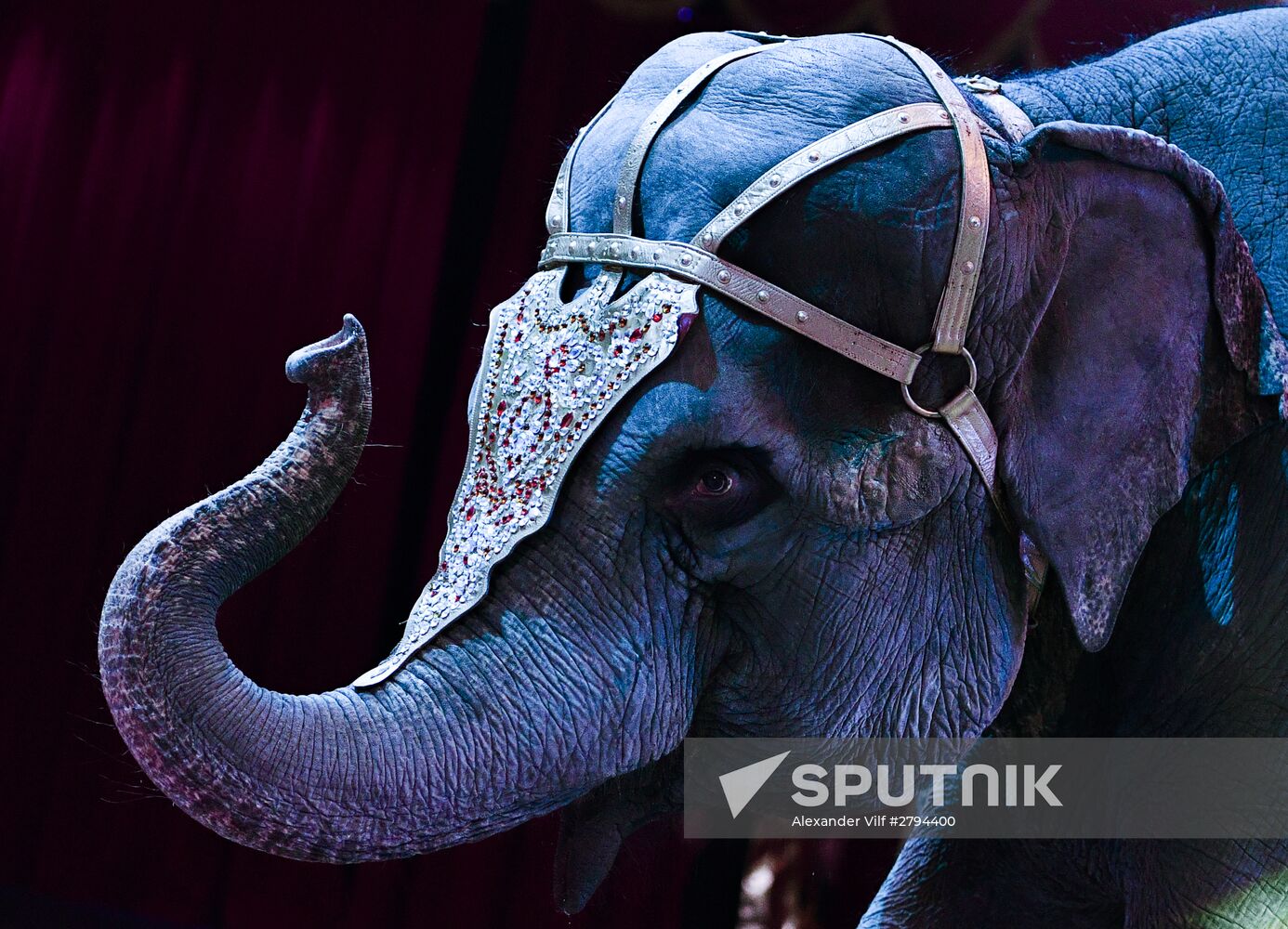 Premiere of new program "Bravo" at Moscow Nikulin's Circus