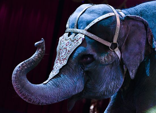 Premiere of new program "Bravo" at Moscow Nikulin's Circus