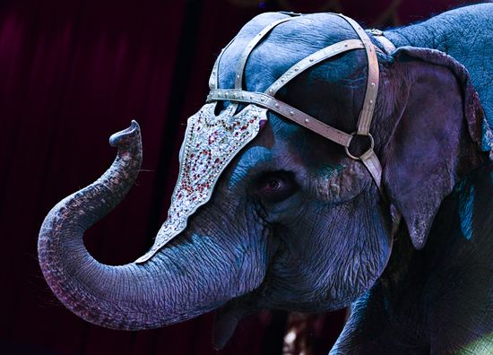 Premiere of new program "Bravo" at Moscow Nikulin's Circus