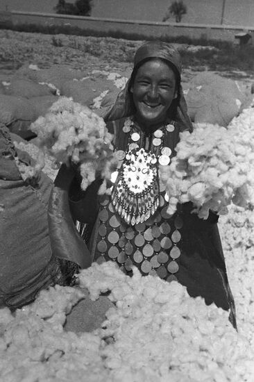 Harvesting cotton plant