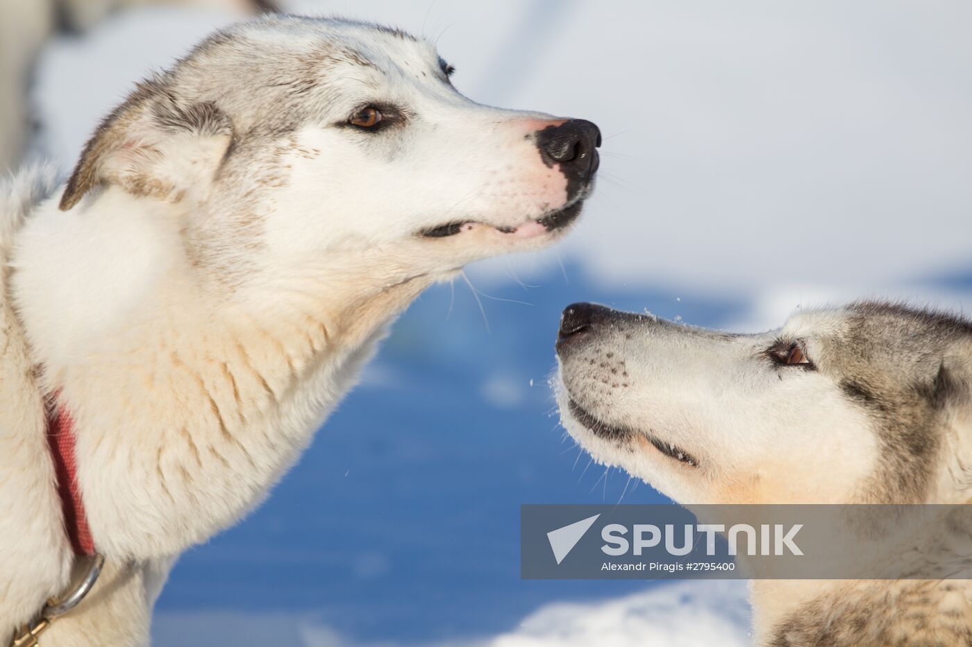 Beringia 2016 sled dog race on Kamchatka