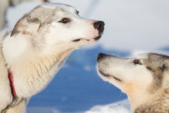 Beringia 2016 sled dog race on Kamchatka