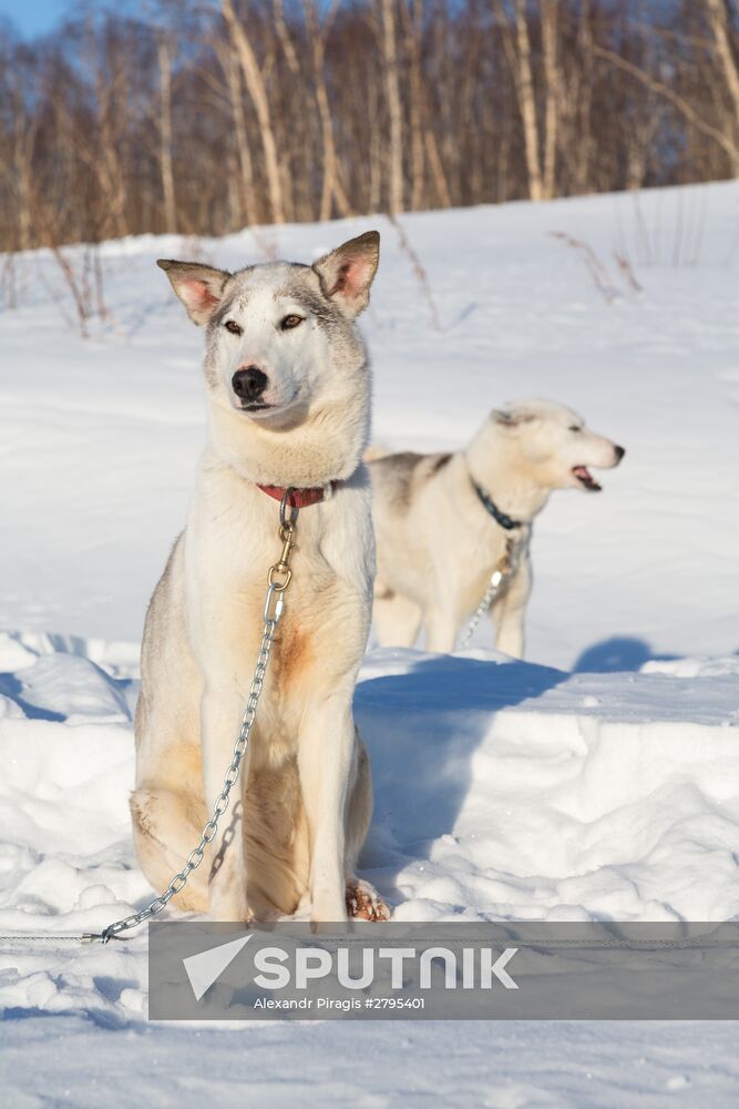 Beringia 2016 sled dog race on Kamchatka