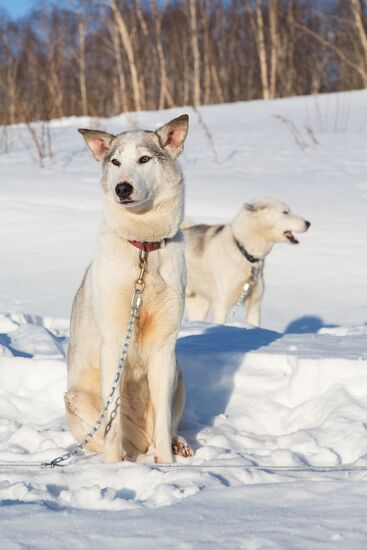 Beringia 2016 sled dog race on Kamchatka