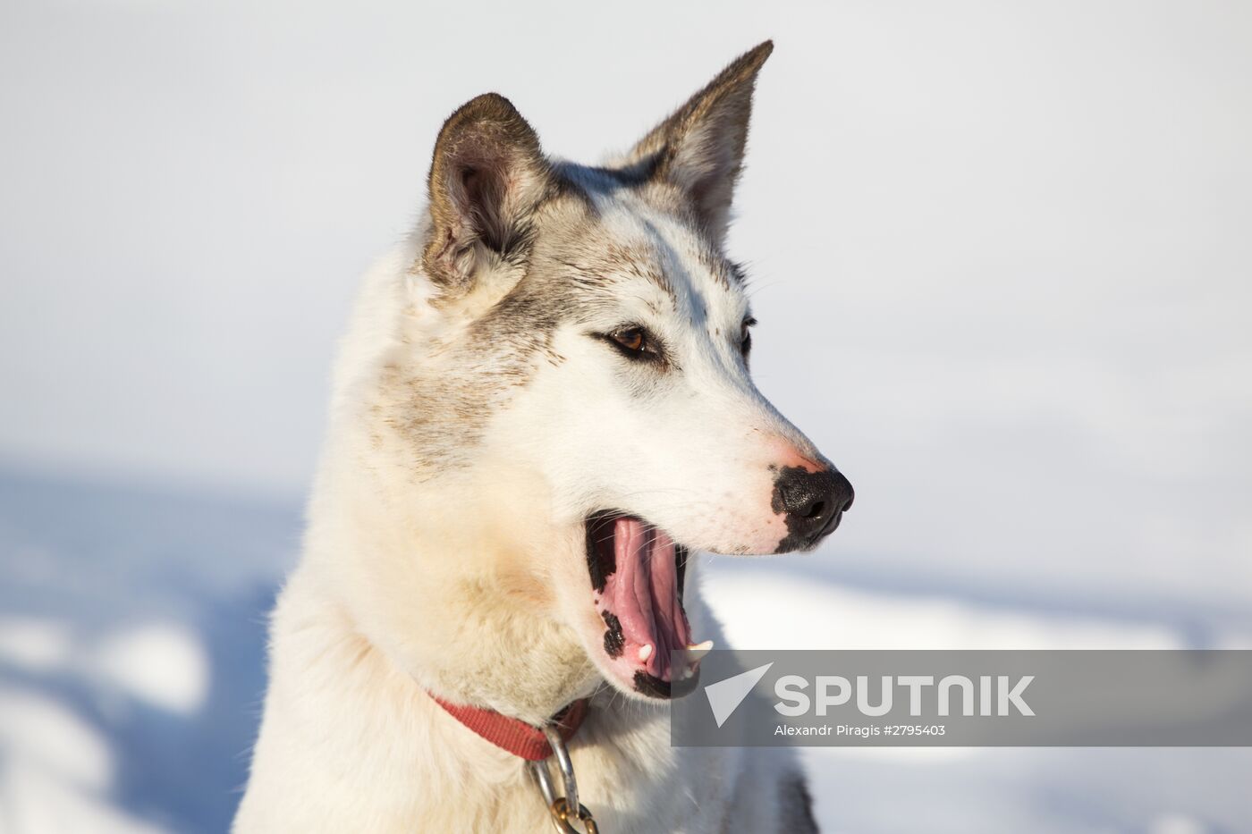 Beringia 2016 sled dog race on Kamchatka