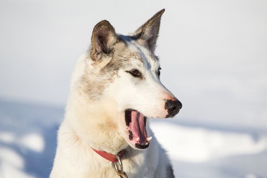 Beringia 2016 sled dog race on Kamchatka