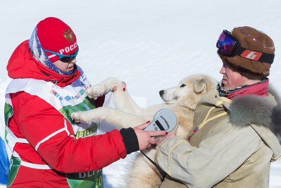 Beringia 2016 sled dog race on Kamchatka