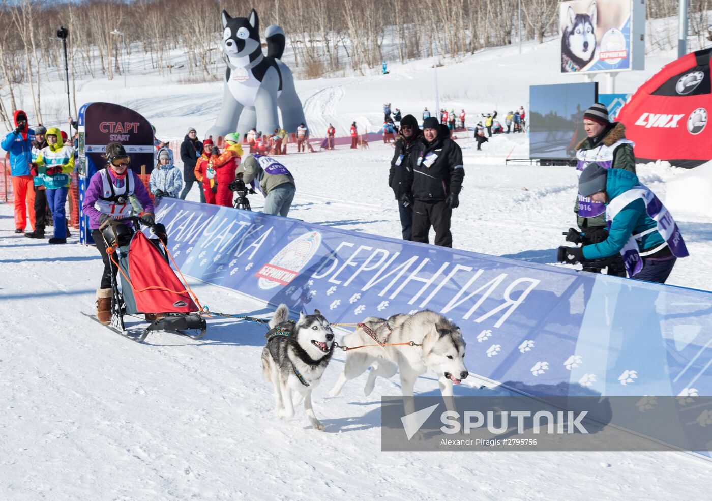 Beringia 2016 sled dog race on Kamchatka