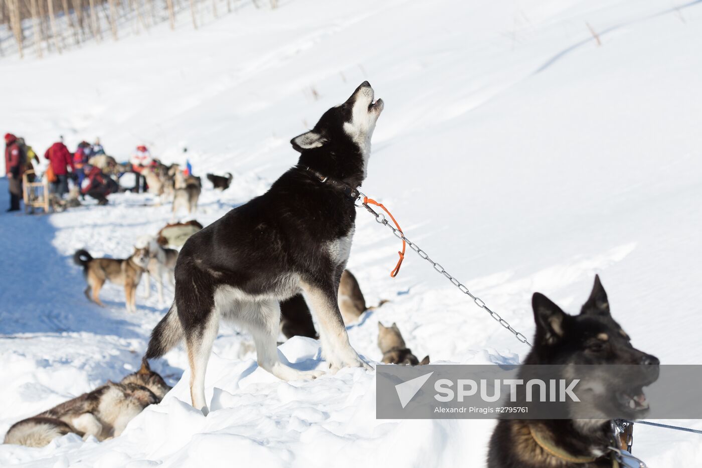 Beringia 2016 sled dog race on Kamchatka