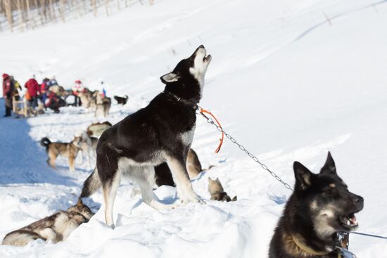 Beringia 2016 sled dog race on Kamchatka