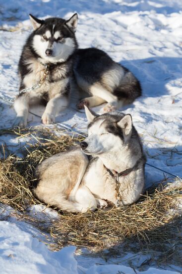 Beringia 2016 sled dog race on Kamchatka