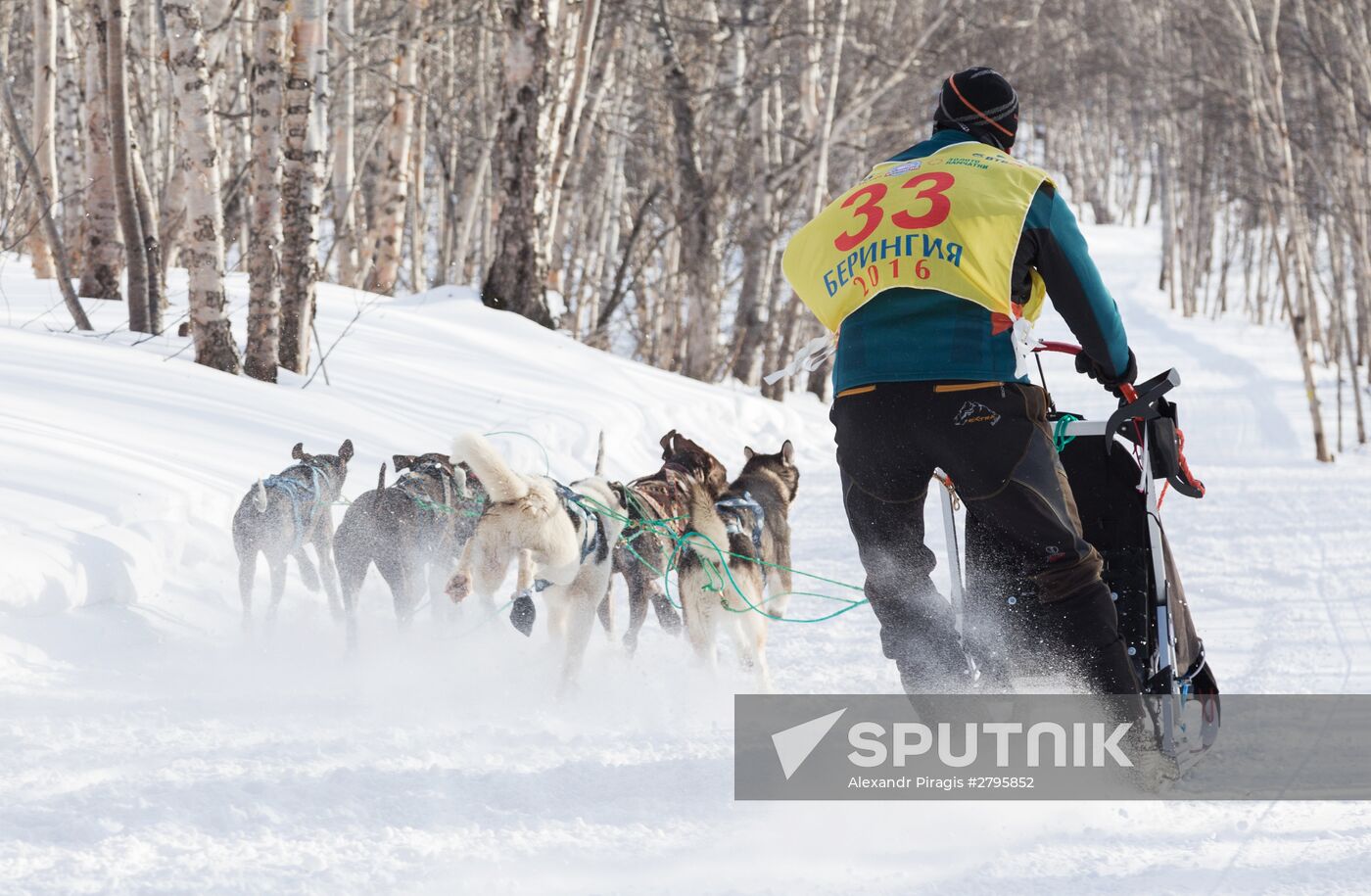 Beringia 2016 sled dog race on Kamchatka