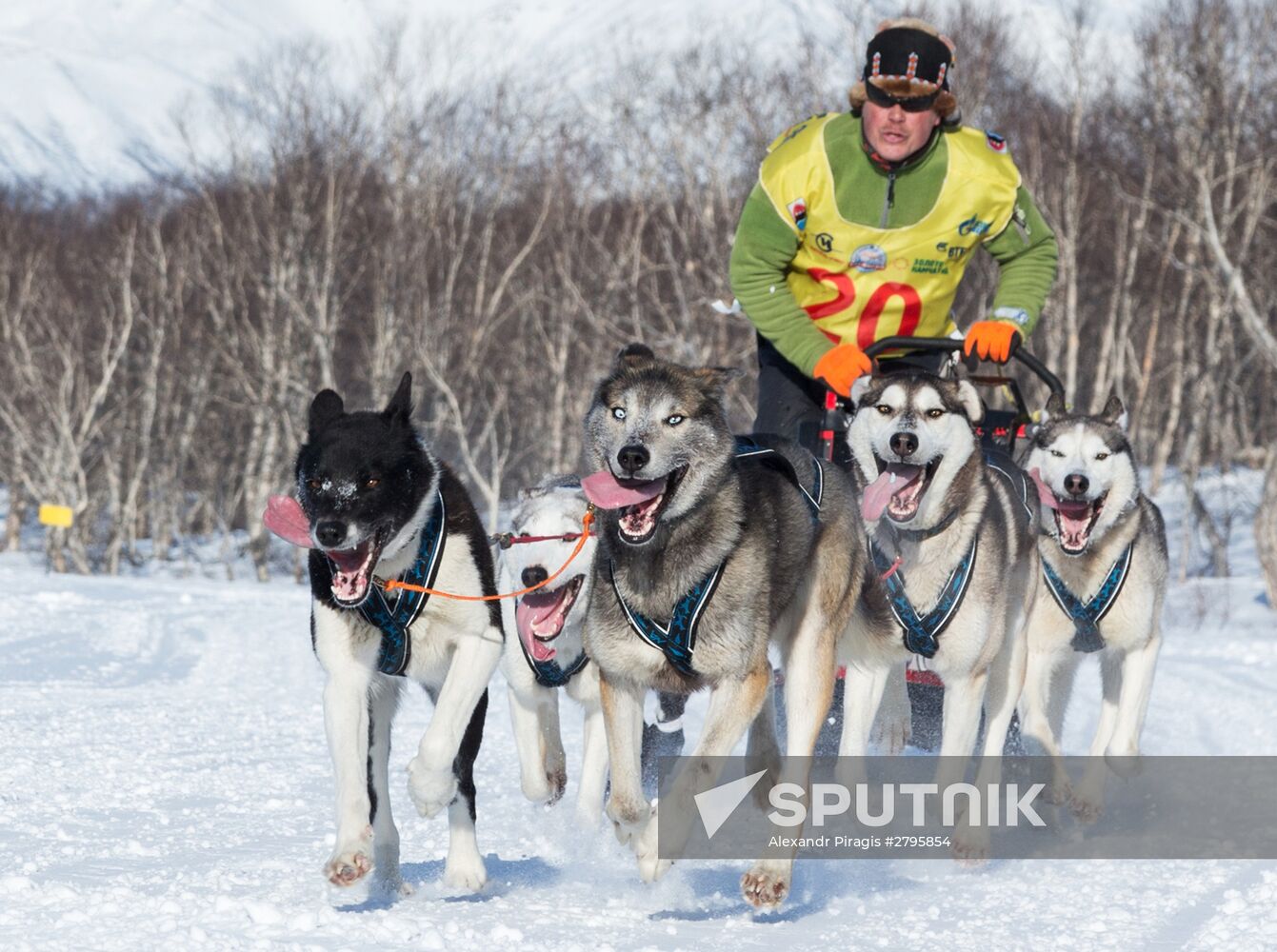Beringia 2016 sled dog race on Kamchatka
