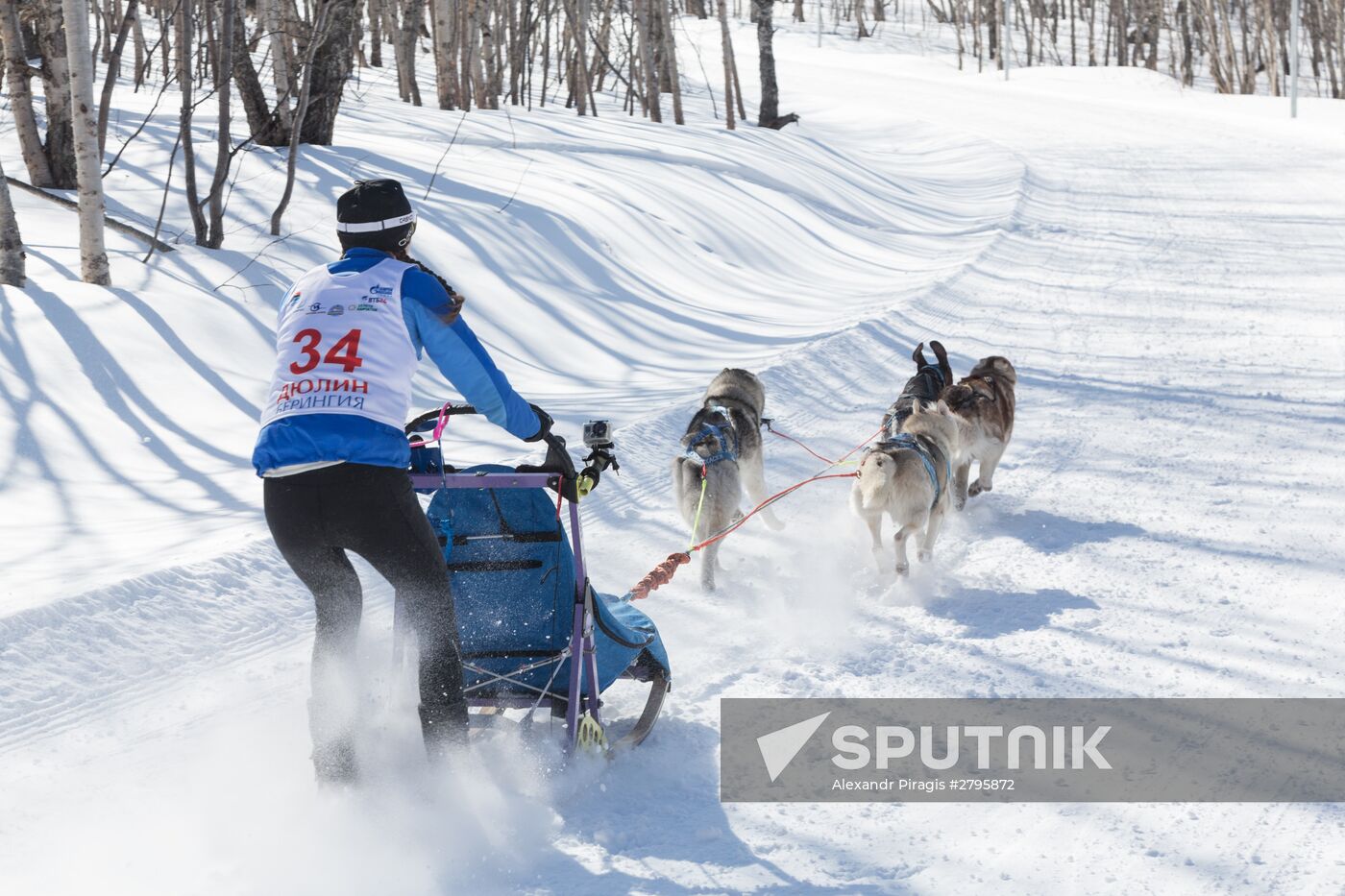 Beringia 2016 sled dog race on Kamchatka