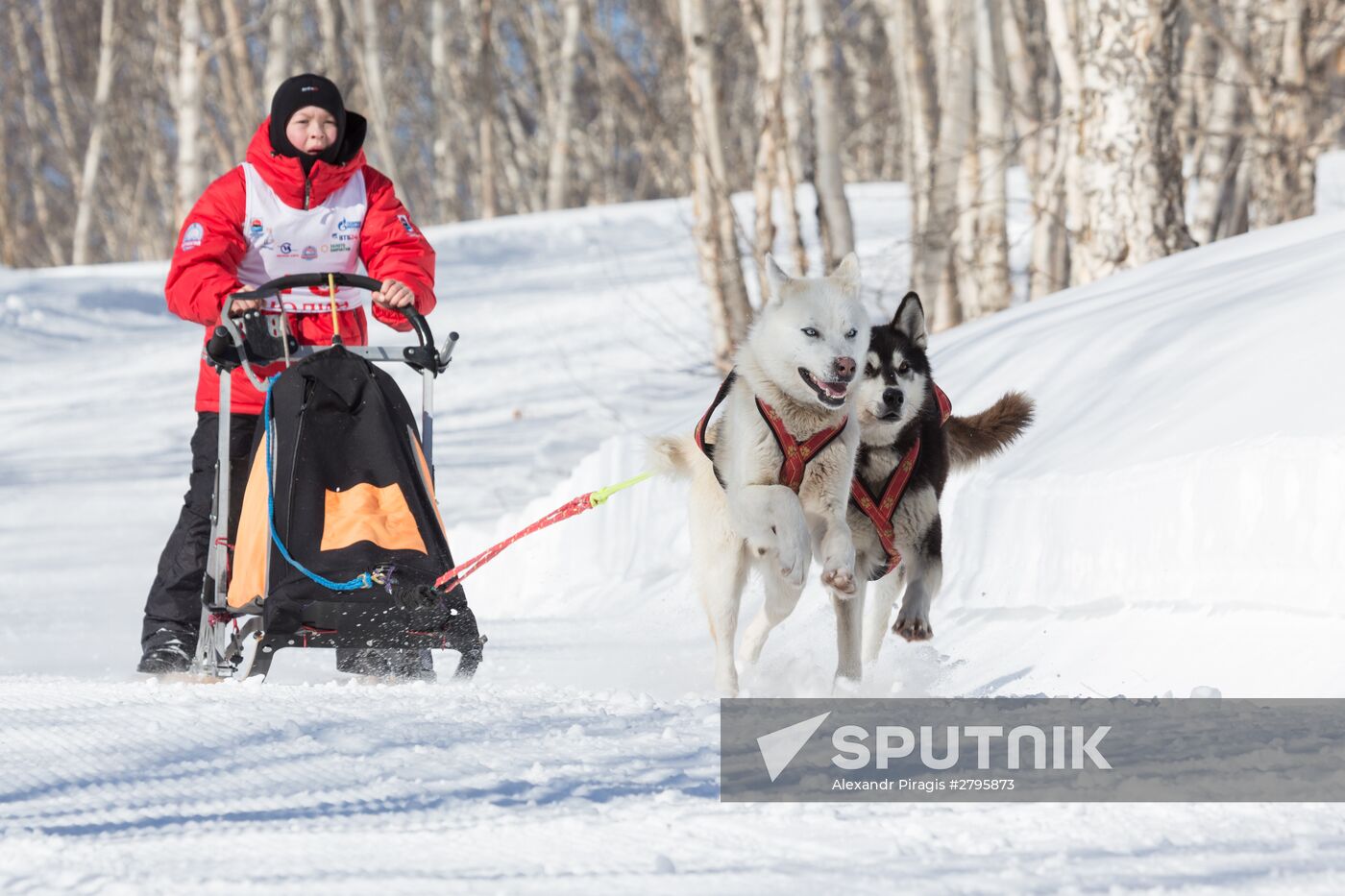 Beringia 2016 sled dog race on Kamchatka