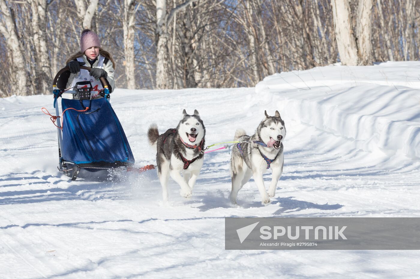 Beringia 2016 sled dog race on Kamchatka