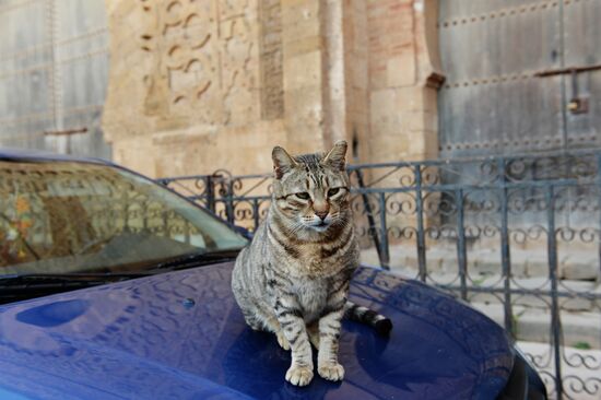 Stray cat