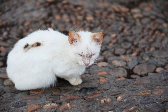 Stray cat