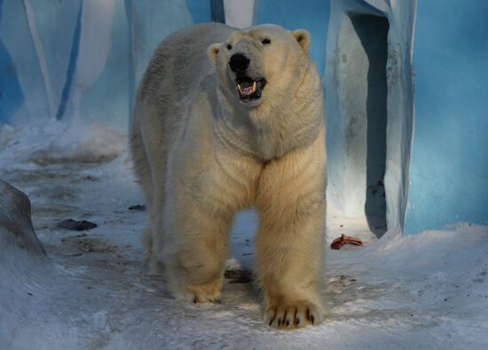 Novosibirsk Zoo shows off its latest addition to the family