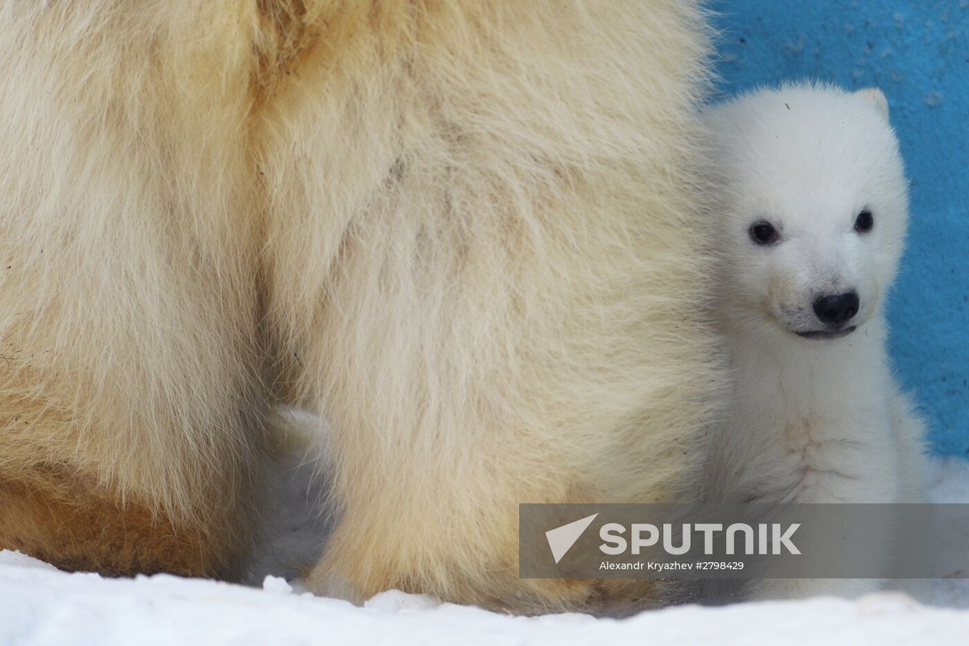 Novosibirsk Zoo shows off its latest addition to the family