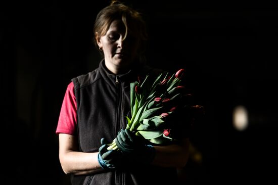 Hothouses grow flowers for International Women's Day