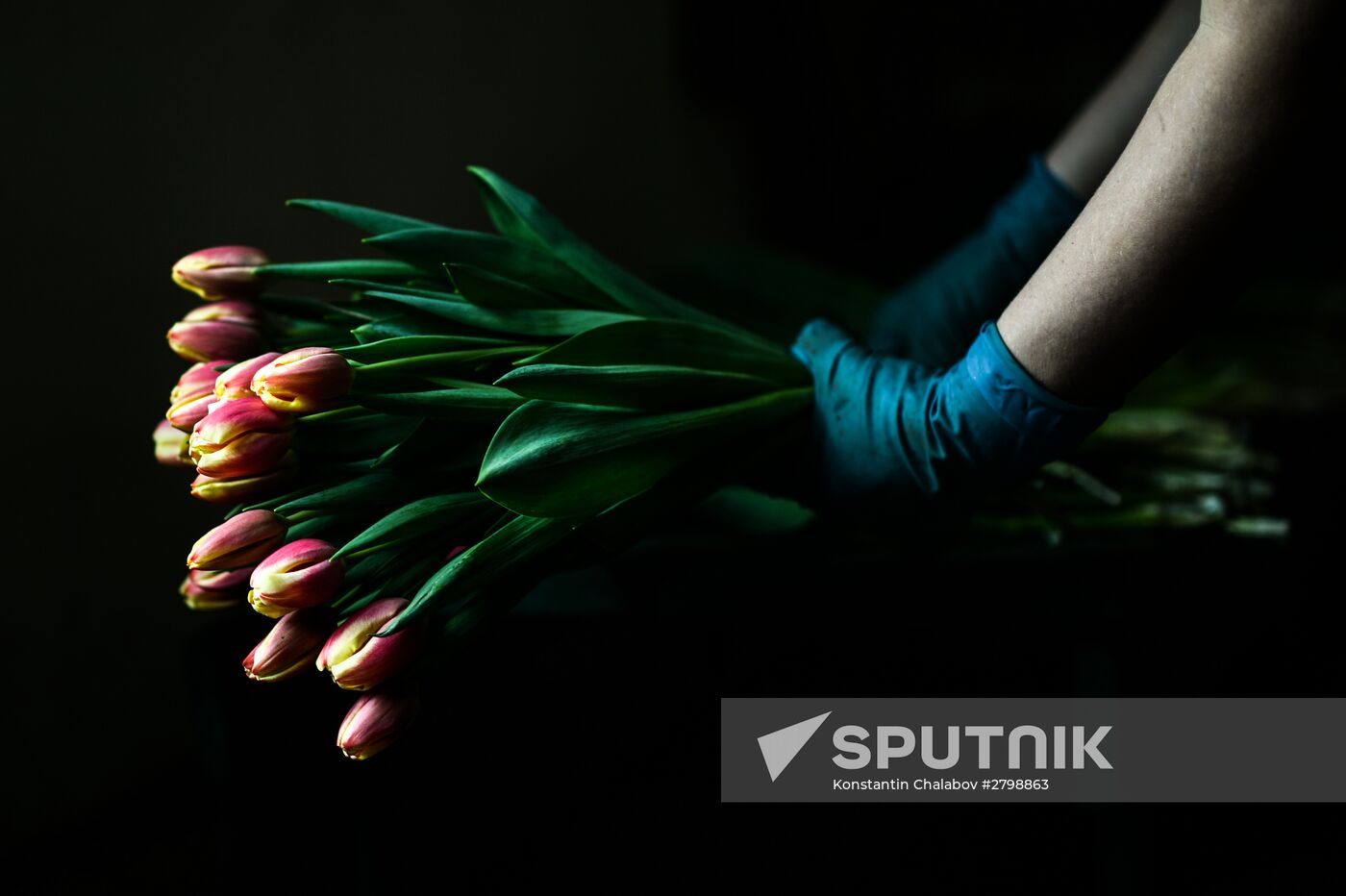 Hothouses grow flowers for International Women's Day