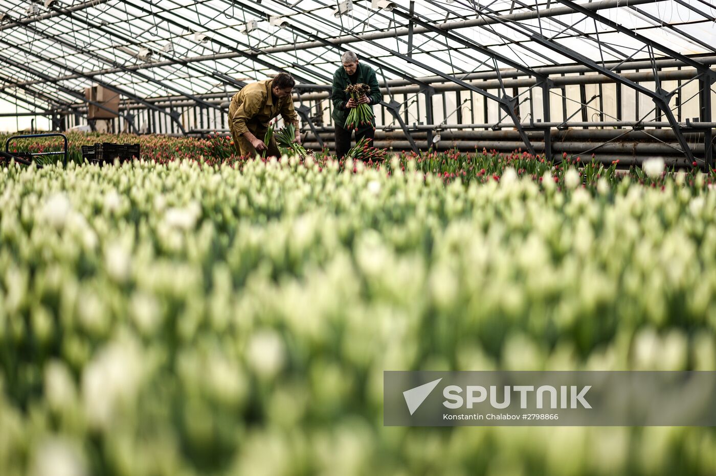 Hothouses grow flowers for International Women's Day
