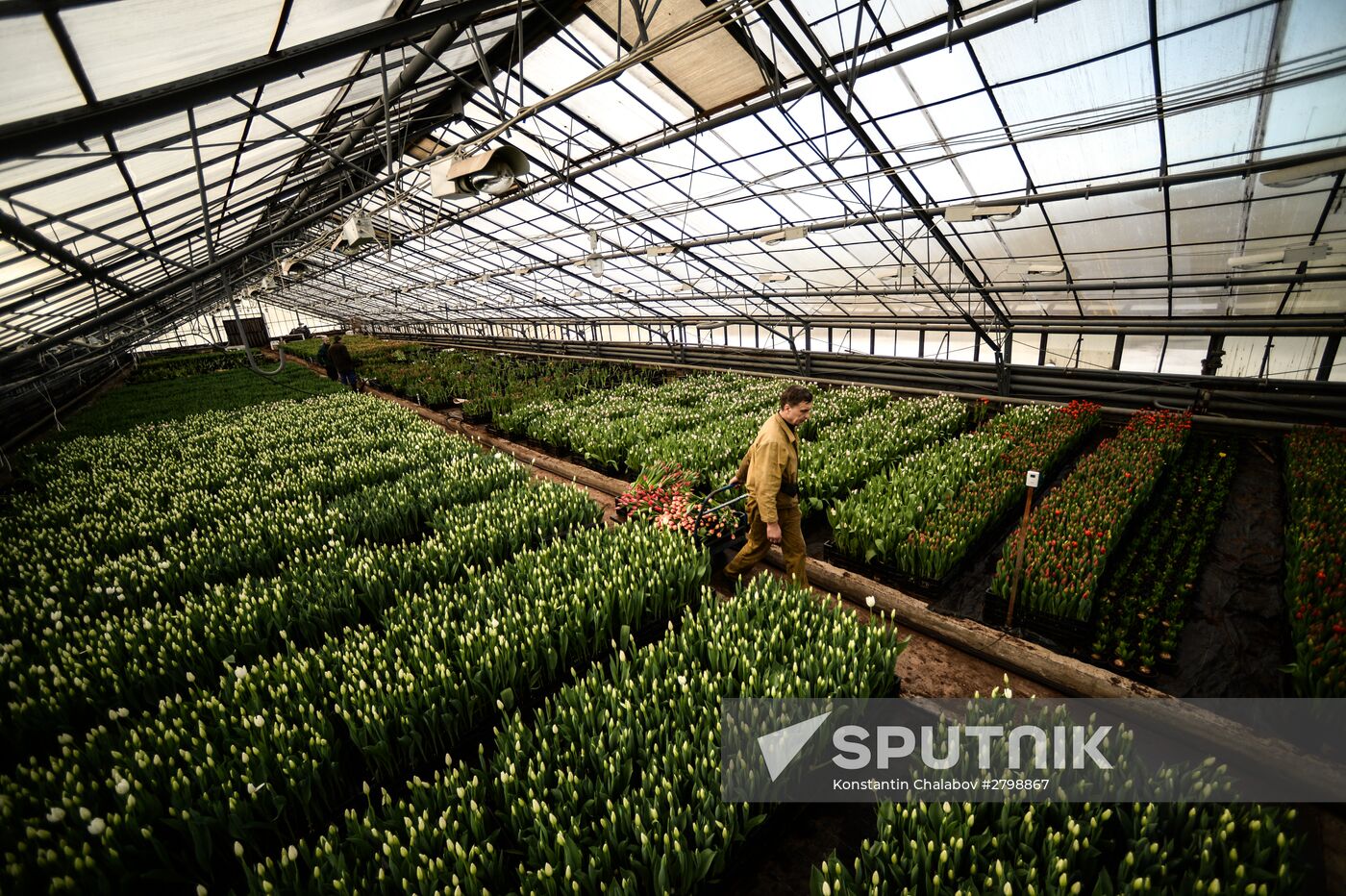 Hothouses grow flowers for International Women's Day