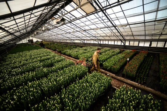 Hothouses grow flowers for International Women's Day