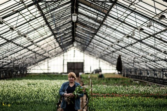 Hothouses grow flowers for International Women's Day