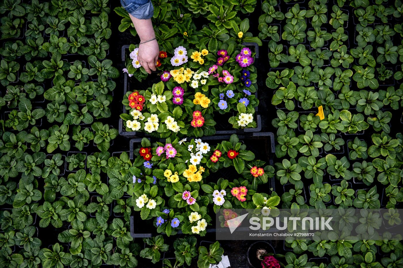 Hothouses grow flowers for International Women's Day
