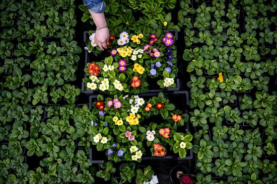 Hothouses grow flowers for International Women's Day