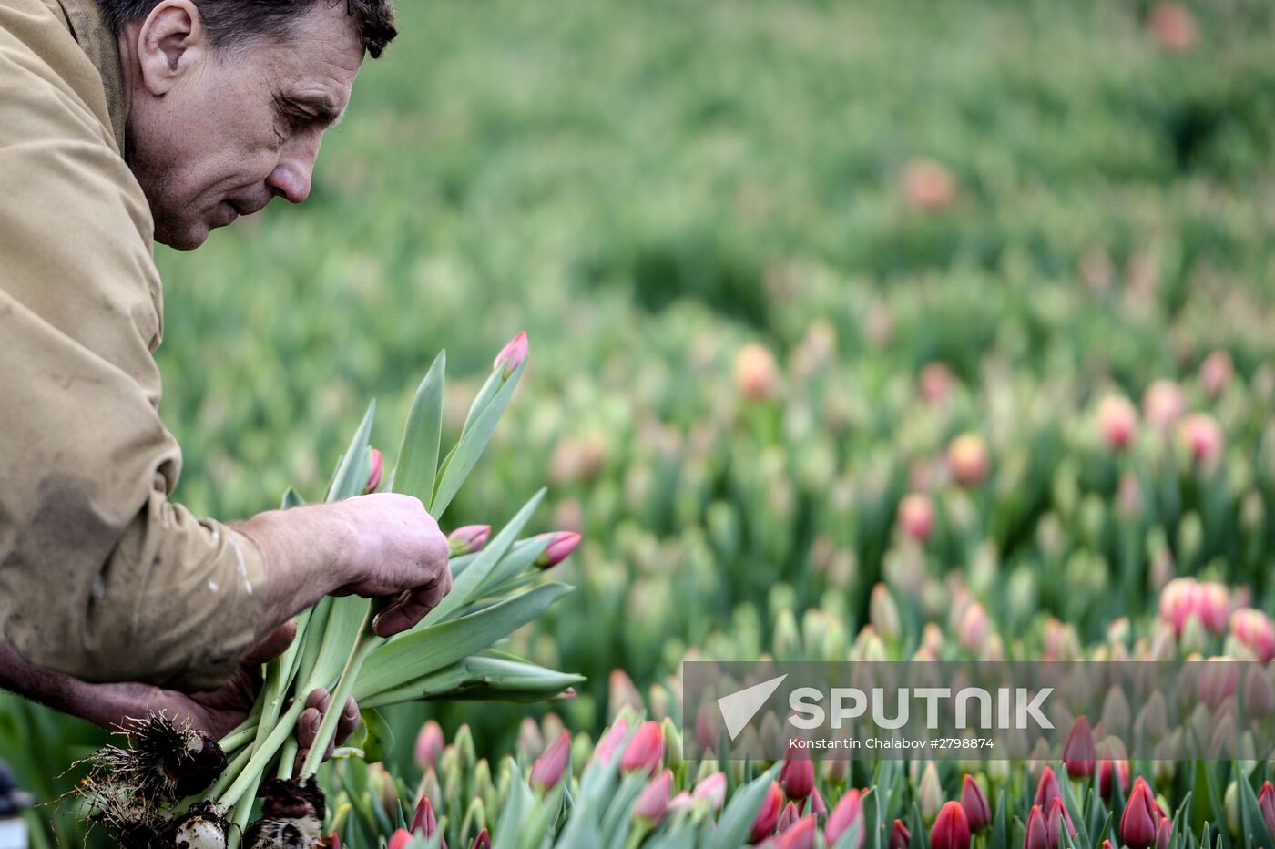 Hothouses grow flowers for International Women's Day
