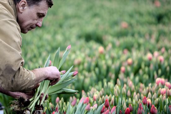 Hothouses grow flowers for International Women's Day