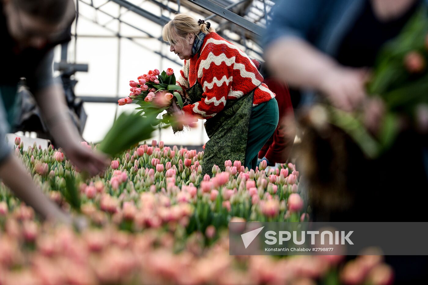 Hothouses grow flowers for International Women's Day