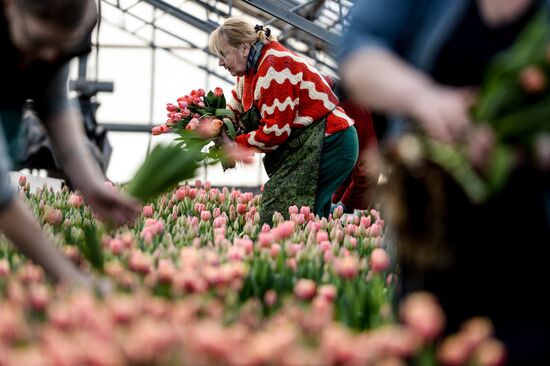 Hothouses grow flowers for International Women's Day