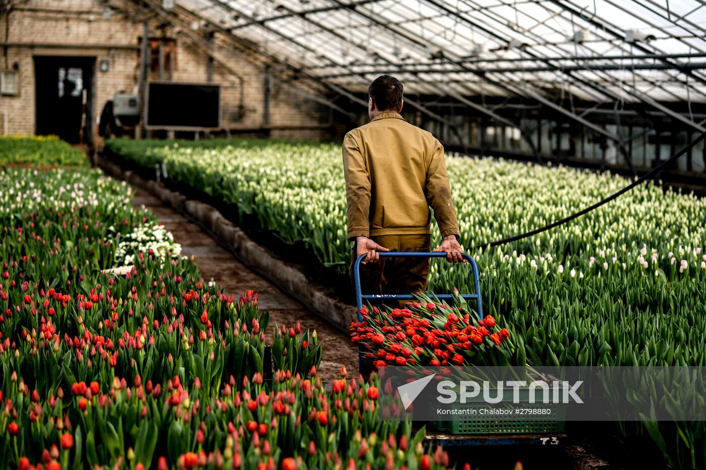 Hothouses grow flowers for International Women's Day