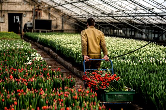 Hothouses grow flowers for International Women's Day