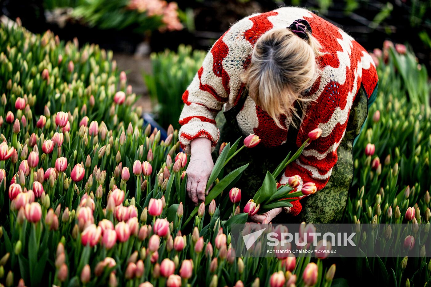 Hothouses grow flowers for International Women's Day