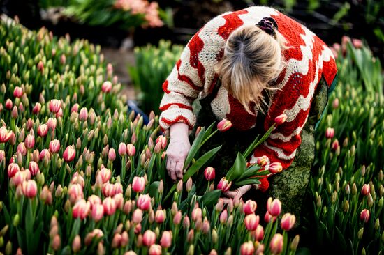 Hothouses grow flowers for International Women's Day