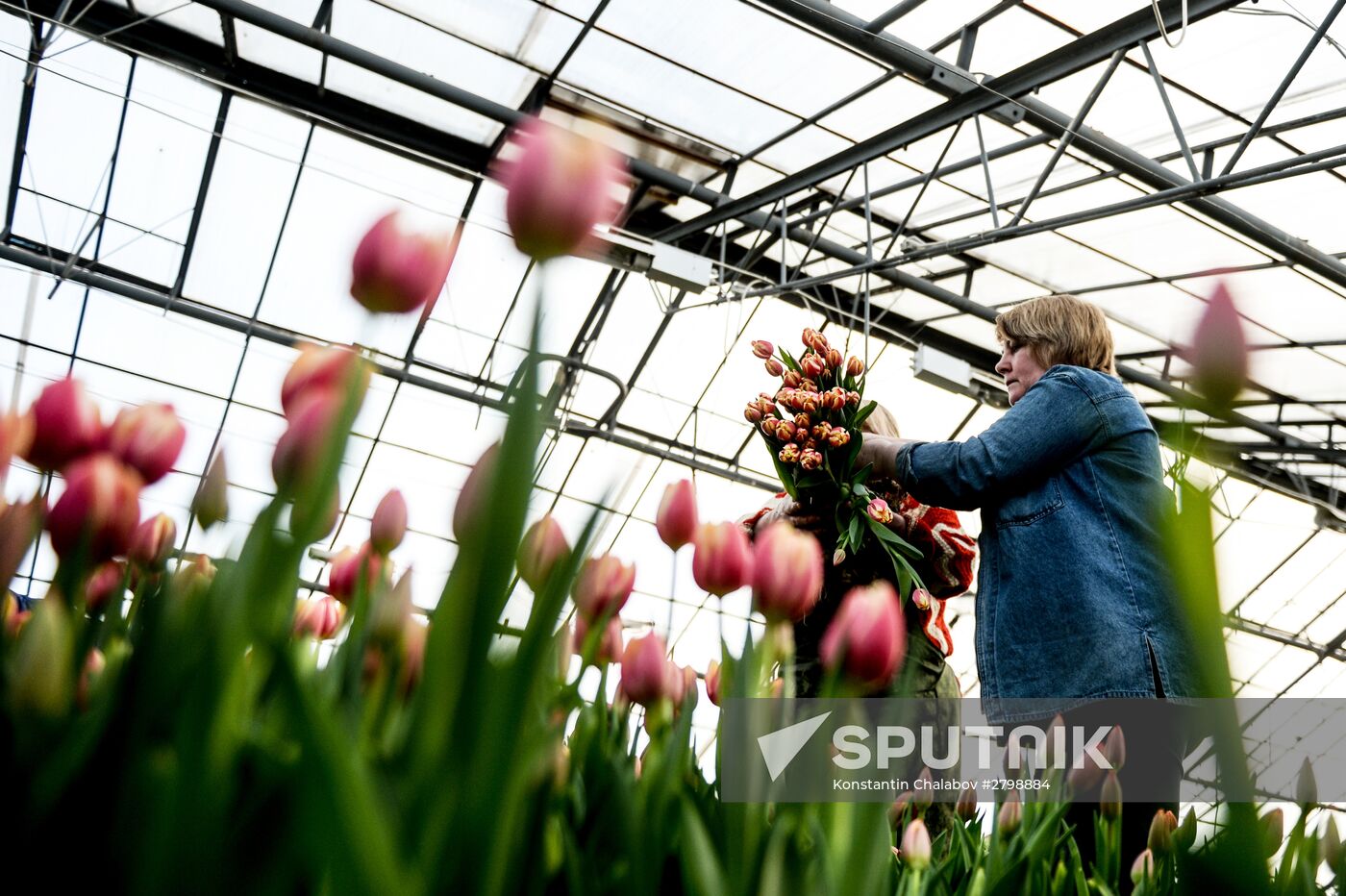 Hothouses grow flowers for International Women's Day