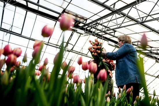 Hothouses grow flowers for International Women's Day