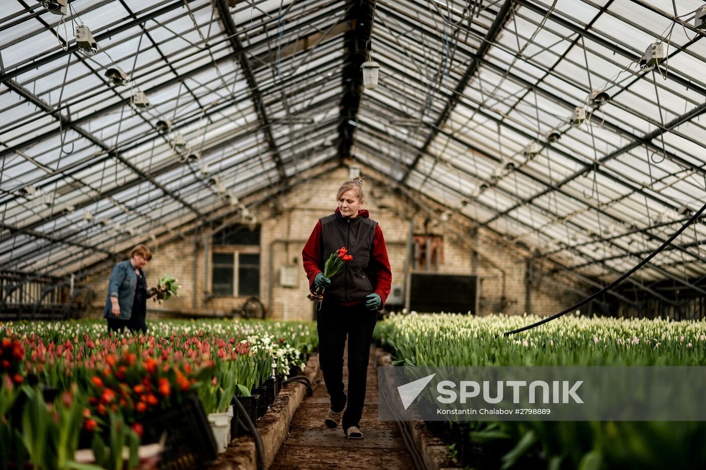 Hothouses grow flowers for International Women's Day